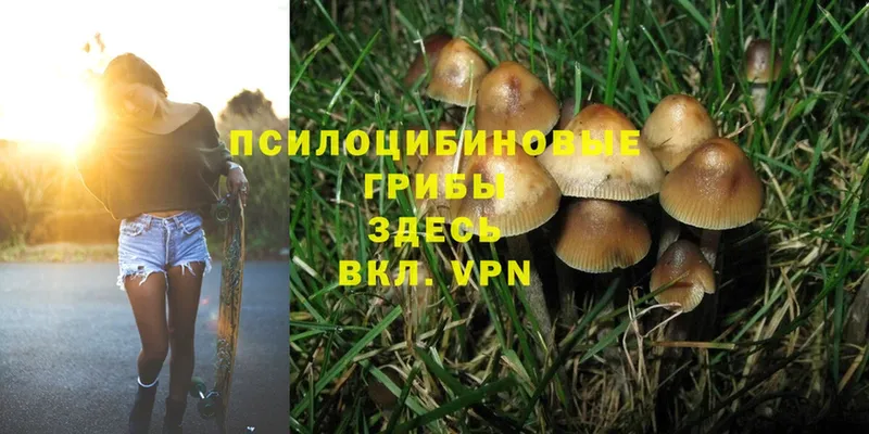 Псилоцибиновые грибы GOLDEN TEACHER  Краснокаменск 